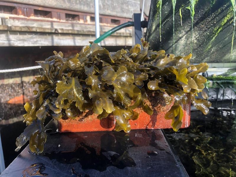 Erfolgreiche Kultivierung von Blasentang auf einem Ziegelstein in einer Freilandversuchsanlage des GEOMAR Kiel 