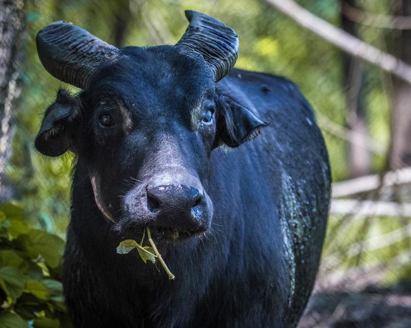 Kalibasib, the world’s last captive tamaraw, died in 2020