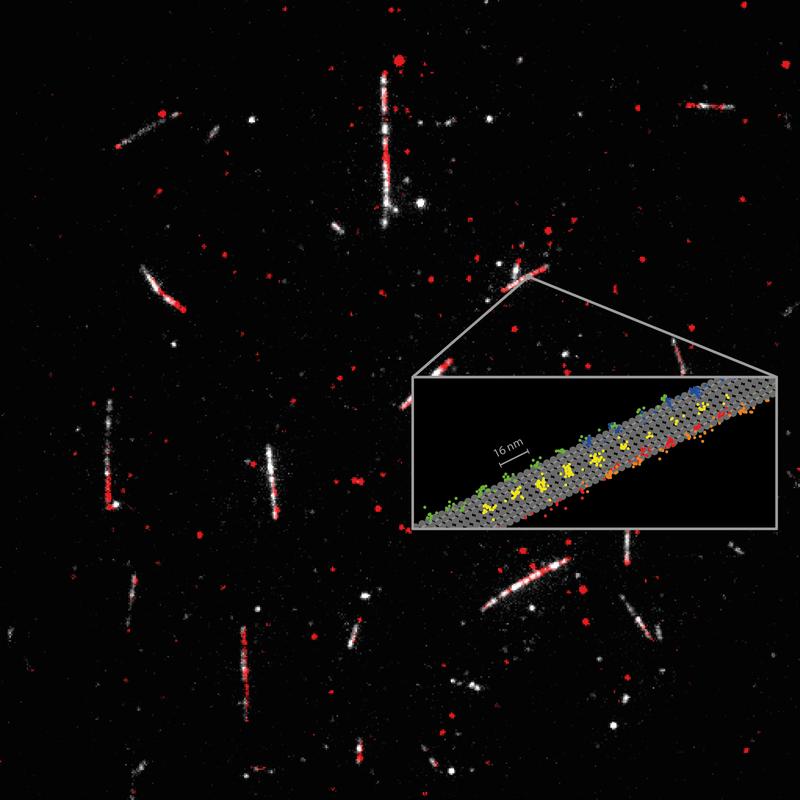 Detailed measurement of how the motor protein kinesin-1 (red) walks on microtubules (white). 