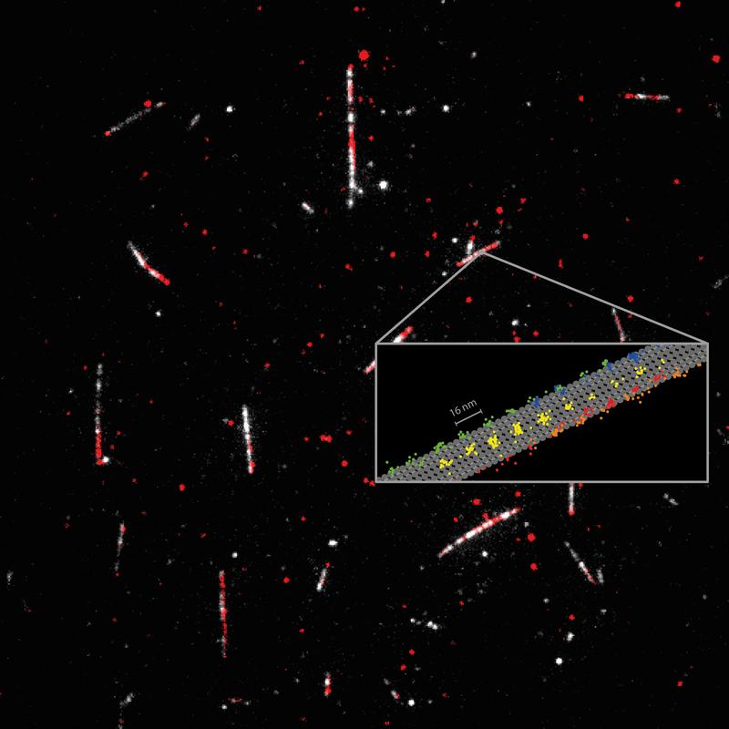 Detaillierte Messung des Motorprotein Kinesin-1 (rot), wie es auf den Mikrotubuli (weiß) entlang „läuft“.