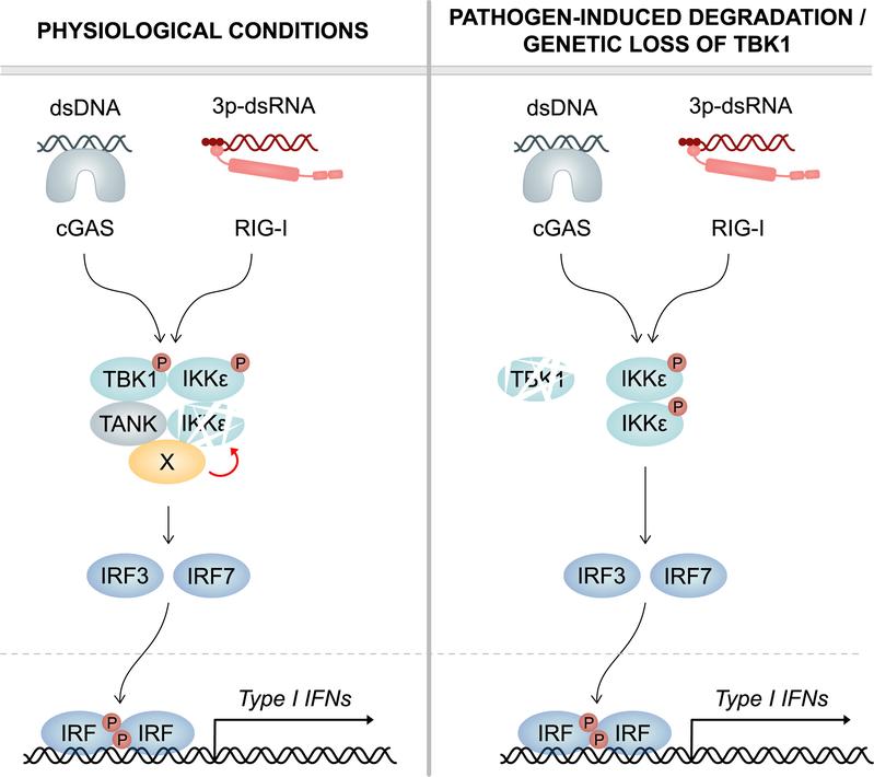 Left: TBK1 induces the degradation of its cognate kinase IKKepsilon. Right: Upon pathogen-induced degradation or genetic loss of TBK1, it no longer reduces IKKepsilon protein stability. Thus, IKKepsilon protein levels are greatly enhanced. 