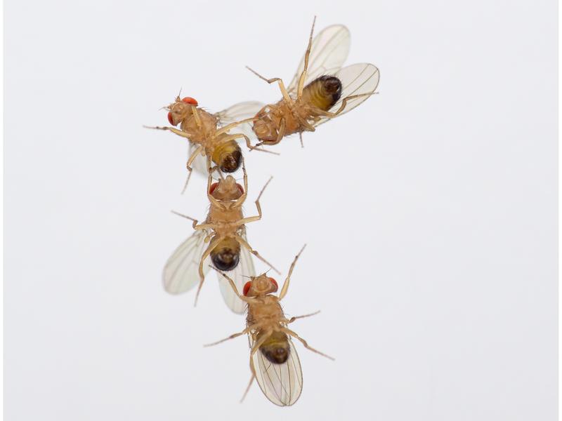 Balzkette von vier männlichen Drosophila-Fliegen. 
