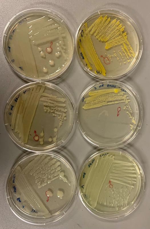 Auswahl von kultivierbaren marinen Bakterienstämmen auf Agarmediumplatten. Der in der Studie verwendete Modellorganismus wurde auf diese Weise isoliert. 