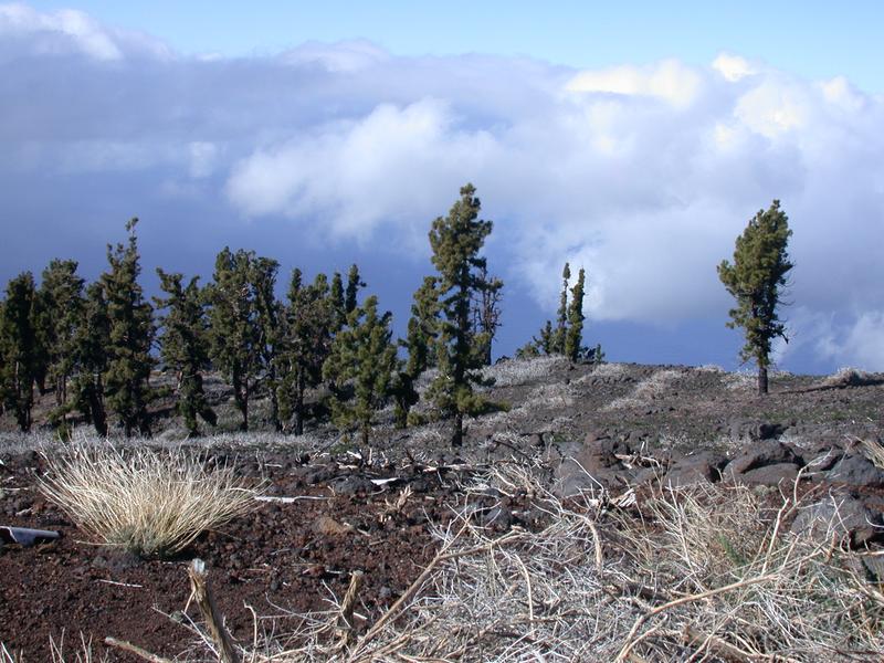 Pine forests on the Canary Island of La Palma have been severely damaged by forest fires in recent years and have partially regenerated.