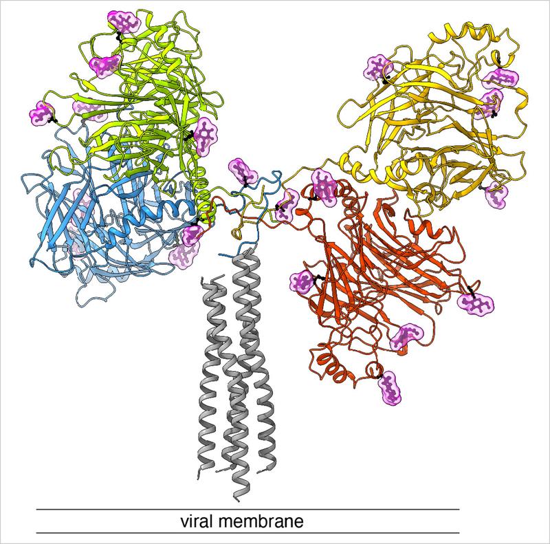 Seitenansicht des «Andock-Proteins» des Hundestaupevirus. Rot, blau, gelb und grün gefärbt sind die vier grossen Köpfe und die verbindende Halsdomäne des viralen Proteins. Das H-Protein ist in der viralen Membran verankert. I
