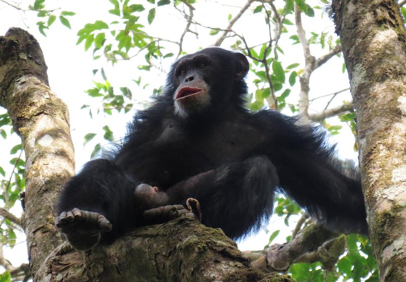 The study is the first to employ genetics on such a large scale to estimate the number and population structure of a critically endangered chimpanzee population in West Africa.