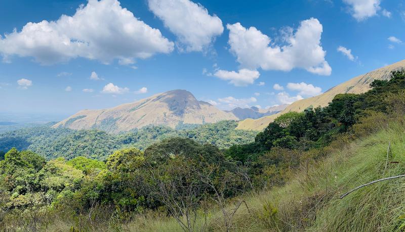 Das Naturschutzgebiet des Nimba-Gebirges, ein UNESCO-Weltnaturerbe an der Grenze zwischen Guinea, Liberia und der Elfenbeinküste in Westafrika, beherbergt eine einzigartige Population dieser Schimpansenart. 