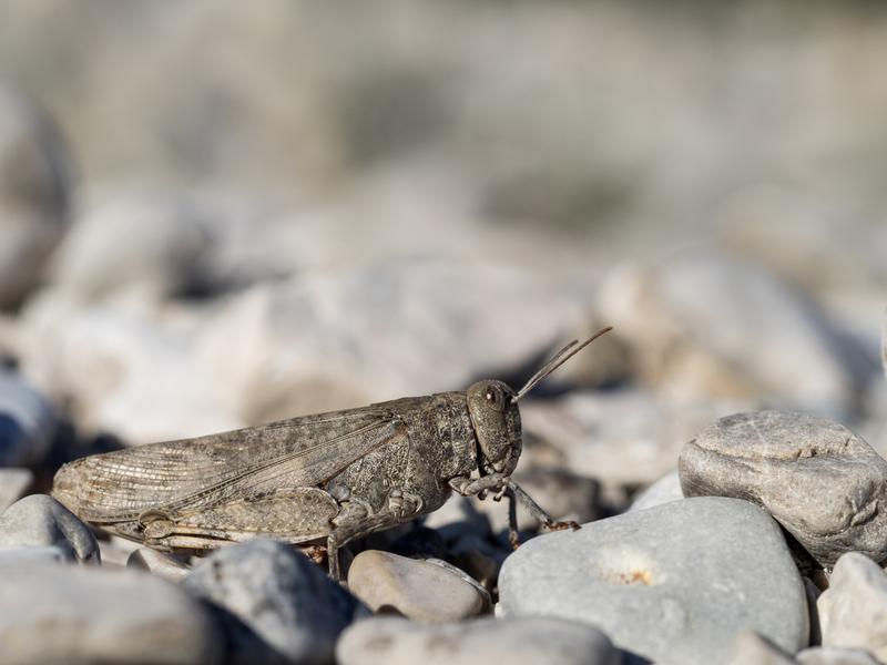 Die Gefleckte Schnarrschrecke (Bryodemella tuberculata) gehört mit vier Zentimetern Länge, den im Flug leuchtend roten Hinterflügeln und dem charakteristischen Schnarren zu den auffälligsten Heuschreckenarten in Mitteleuropa. 