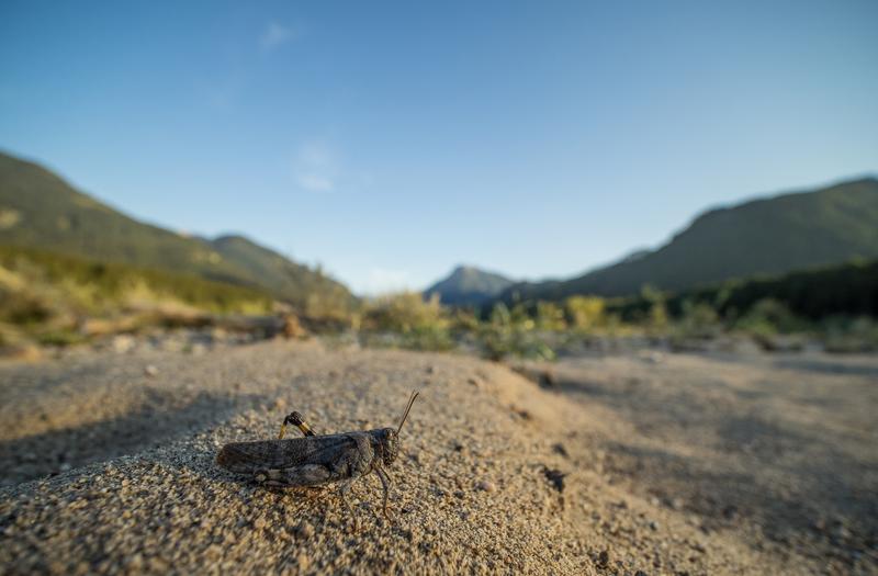 The speckled buzzing grasshopper (Bryodemella tuberculata) is one of the rarest grasshopper species in Central Europe today. Its last refuge in this country is in the Alps, in the upper reaches of the Isar and Lech rivers. 
