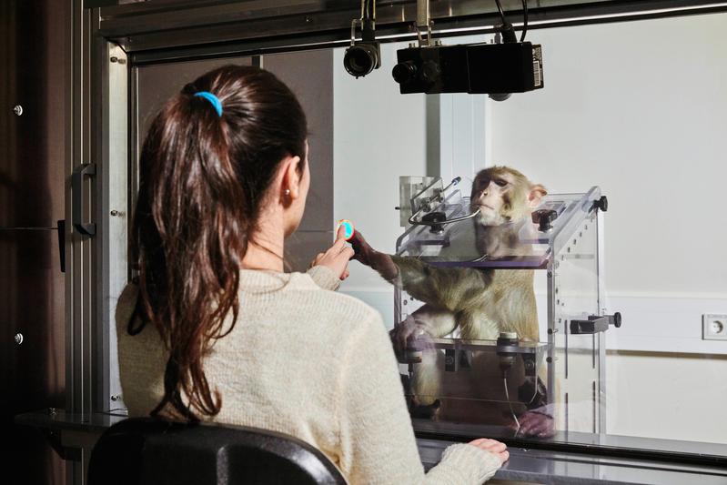 Human and rhesus macaque solving the coordination game on the Dyadic Interaction Platform.