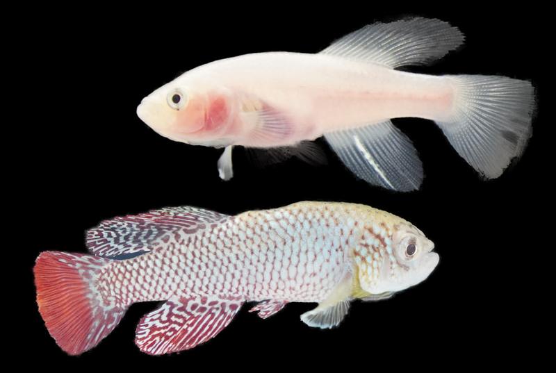 Durch gleichzeitiges Ausschalten von drei Genen, die für die Pigmentierung des Türkisen Prachtgrundkärpflings (N furzeri) wichtig sind, erhält man einen Einblick in das Innere der Fische. Männlicher Fisch der klara-Linie (oben) im Vergleich zum Wildtyp.