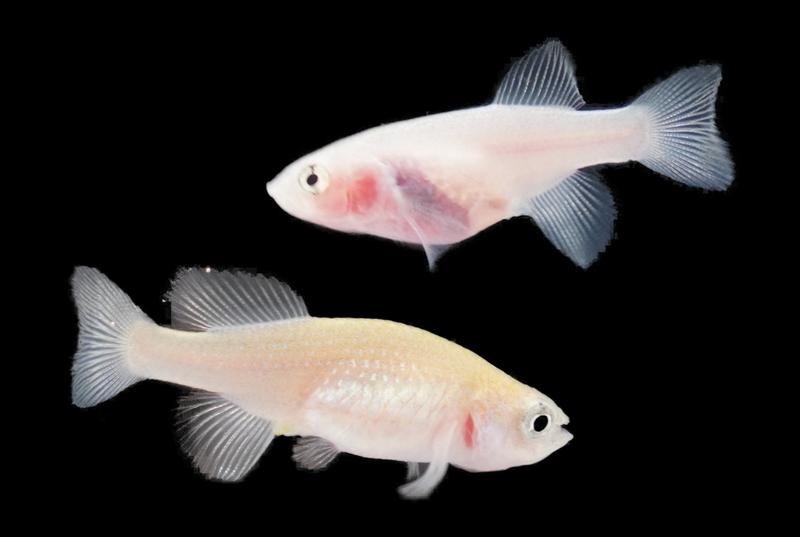 Weiblicher Fisch der transparenten klara-Linie (oben) im Vergleich zu einem Wildtyp-Weibchen des Türkisen Prachtgrundkärpflings (Nothobranchius furzeri).