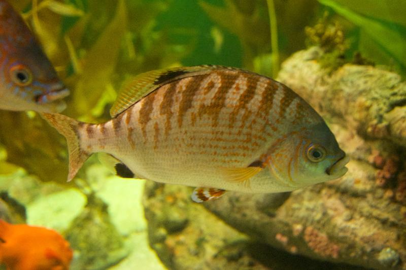  	The rainbow perch (Hypsurus caryi) was found at fewer sites since monitoring started at the kelp beds off the coast of California.