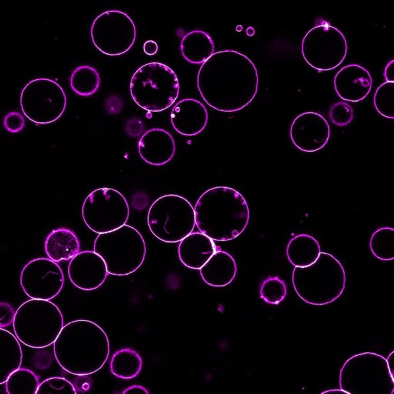 Von der Muskelmembran abgeleitete Giant Plasma Membrane Vesicles (GPMVs) (Pink)