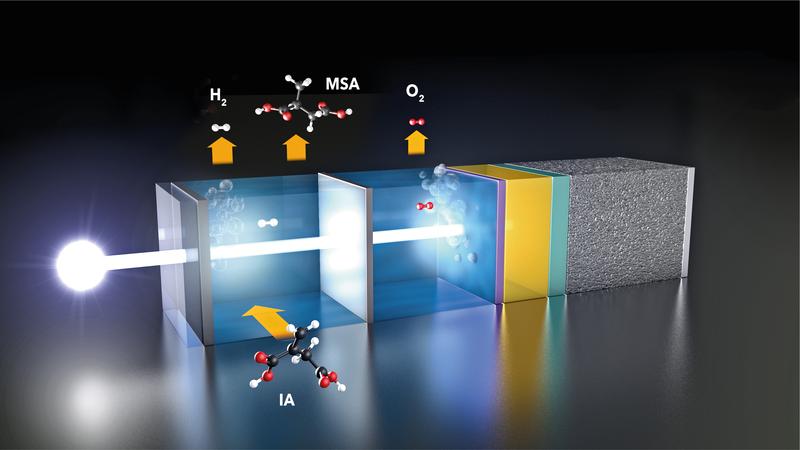 Licht fällt auf die Photoelektrode (rechts) und erzeugt eine Spannung für die Elektrolyse von Wasser. An der linken Elektrode bildet sich Wasserstoff. Ein Teil reagiert mit Itaconsäure (IA) weiter zu wertvoller Methylbernsteinsäure (MSA). 