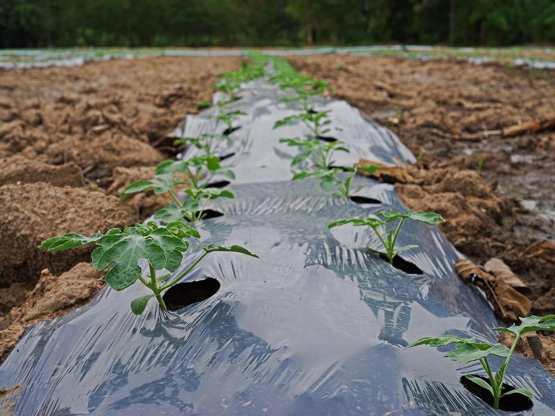Mulchfolien werden zur Verbesserung der Wachstumsbedingungen in der Landwirtschaft eingesetzt. 