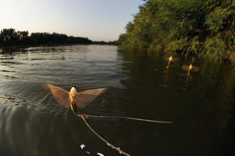 Eintagsfliegen verbringen die meiste Zeit ihres Lebens im Wasser.