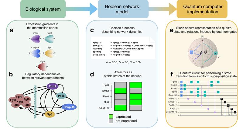 Die Abbildung illustriert, wie in der Studie biologische Systeme über Boolesche Netzwerke im Quantencomputing implementiert wurden