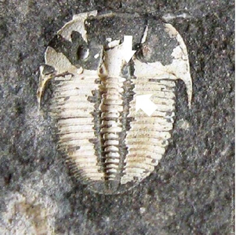 Aulacopleura koninckii 