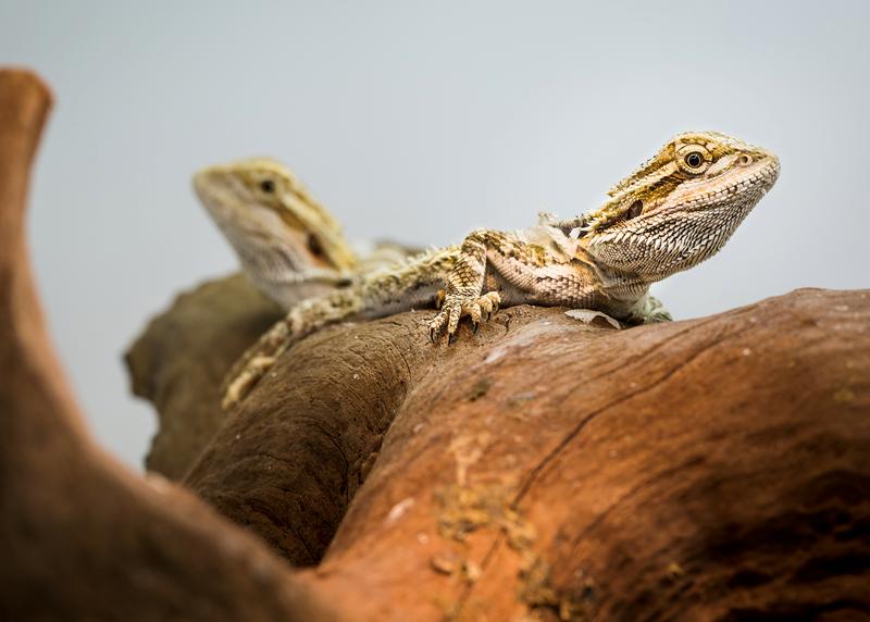 Die Streifenköpfige Bartagame Pogona vitticeps