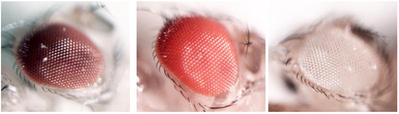 Photos of fly eyes with different colors ranging from normal (left, red) to abnormal (bright red, middle, mutation in the cinnabar gene), and white, right (mutation in the white gene). Abnormal eye color arises due to mutations in genes.