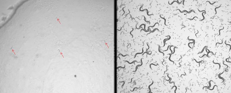 Mikroskopaufnahme von C. elegans 10 Tage nach behandlug mit UV-B Strahlen. Links: Würmer mit  intaktem DREAM-Komplex können DNA nicht gut reparieren. Rechts: Würmer ohne DREAM-Komplex reparieren Schäden und leben länger