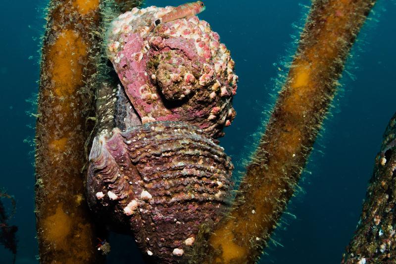 The Chilean Abalone Concholepas concholepas was chosen as the "International Mollusc of the Year 2023". While it is traded as a delicacy, its genomic information is of interest for pharmaceutical research.