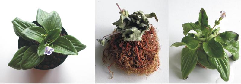 Die Wiederauferstehungspflanze Craterostigma plantagineum in bewässertem Zustand (links), ausgetrocknet (Mitte) und dann “wiederbelebt” (rechts). 