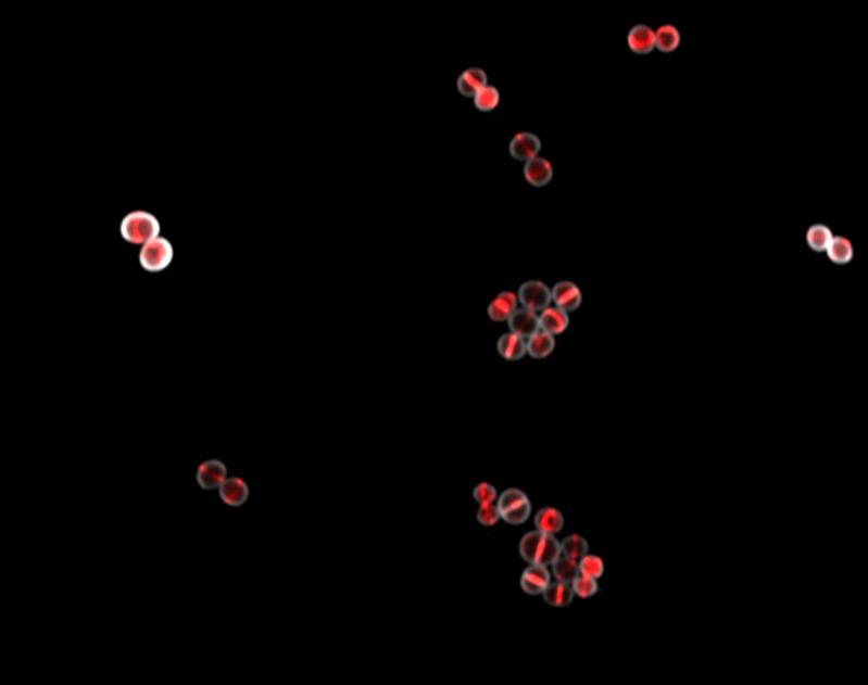 Bacterium Staphylococcus aureus under the microscope: Red fluorescent cell division protein FtsZ assembles so-called Z-ring in the center of the cell.