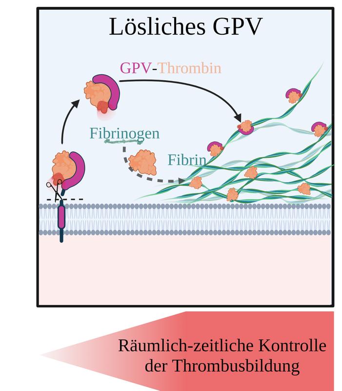 Zusammenfassende Skizze: GPV wird durch Thrombin geschnitten, bleibt an dieses gebunden und lokalisiert zusammen mit Thrombin an Fibrin. Fibrinbildung wird dadurch reduziert. So kontrolliert GPV räumlich-zeitlich die Thrombusbildung.