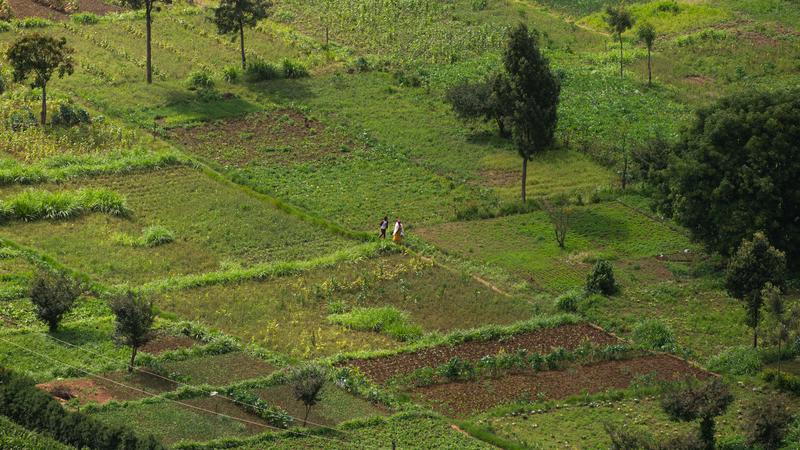 Die Landwirtschaft und lokale Ernährungssicherheit in Kenia ist erheblich durch kleinbäuerliche Strukturen geprägt. 