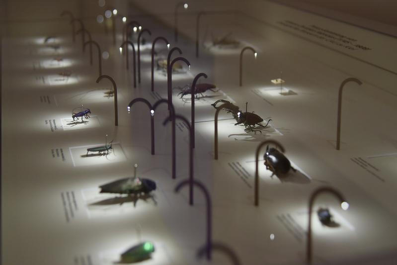 Öffentliche Ausstellung der Fabricius-Sammlung im Zoologischen Museum Kiel.
