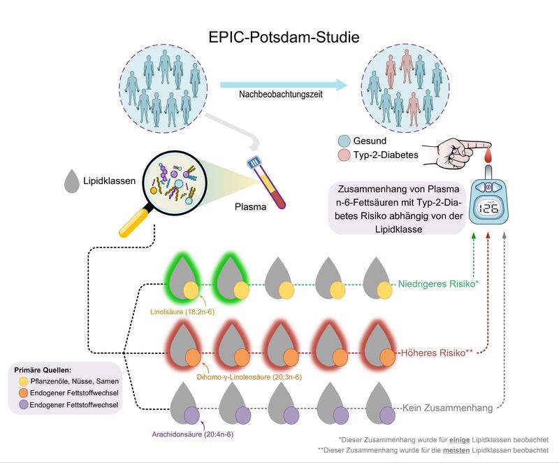 Lipidklassen als Biomarker für Typ-2-Diabetes-Risiko: Höherer Linolsäurespiegel = niedrigeres Risiko in einigen Lipidklassen, höhere Spiegel an Dihomogammalinolensäure = höheres Risiko in den meisten Lipidklassen.