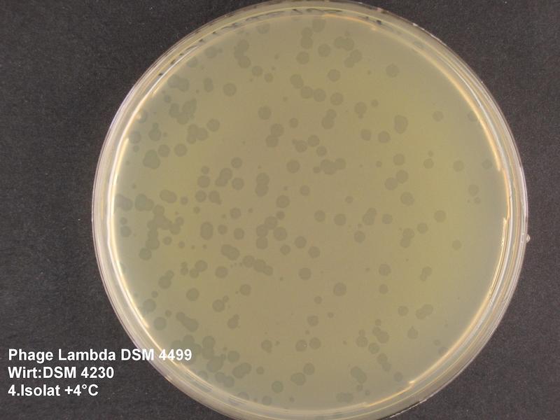 Ausstrichplatte von E. coli (DSM 4230) und Phage Lambda (DSM 4499)