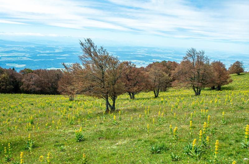 Am 30. Juni 2020, Rüthi (Weissenstein), 1'385 m ü. M.: Am 11. Mai sind die Blätter der Buchen durch einen Spätfrost abgestorben, sodass die Szenerie eher an Herbst erinnert – wäre da nicht der blühende Gelbe Enzian. 