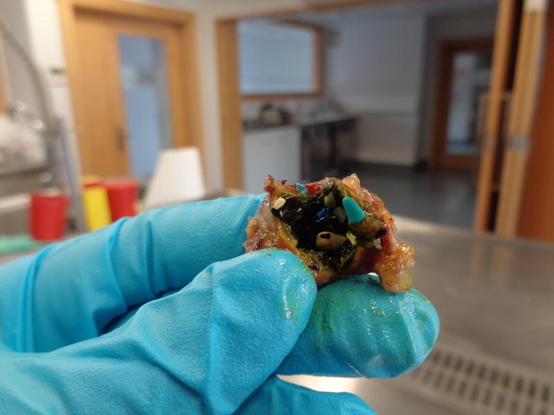 Abschnitt des Magen-Darm-Trakts eines Seevogels, in dem man Mikroplastikpartikel mit bloßem Auge erkennen kann 