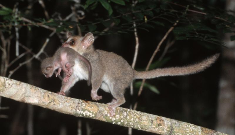 A female grey mouse lemur (Microcebus murinus) carrying an infant