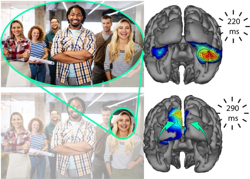 Ist unsere Aufmerksamkeit noch nicht fokussiert (oben), findet die Aktivitätsmodulation in höheren Arealen des visuellen Cortex statt. Haben wir uns kurze Zeit später auf jemanden fokussiert (unten), dann wandert die Aktivierung zu niedrigeren Arealen.