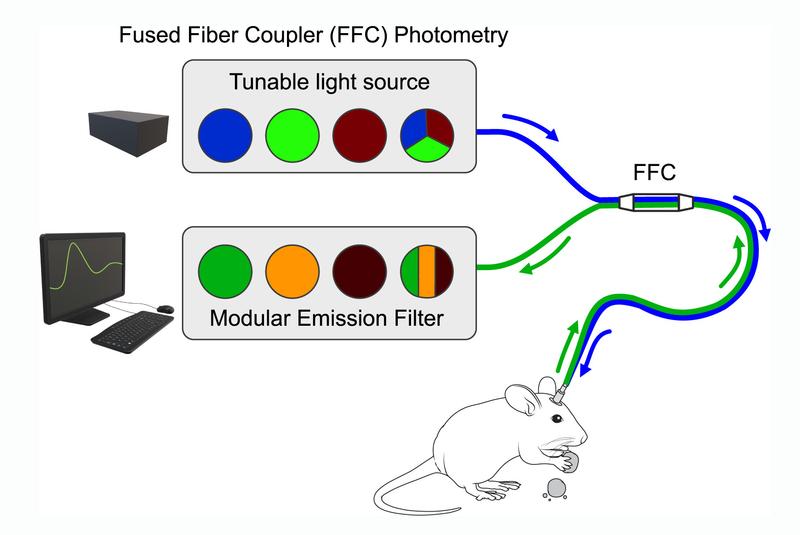 Das Prinzip der Fused Fiber Photometry