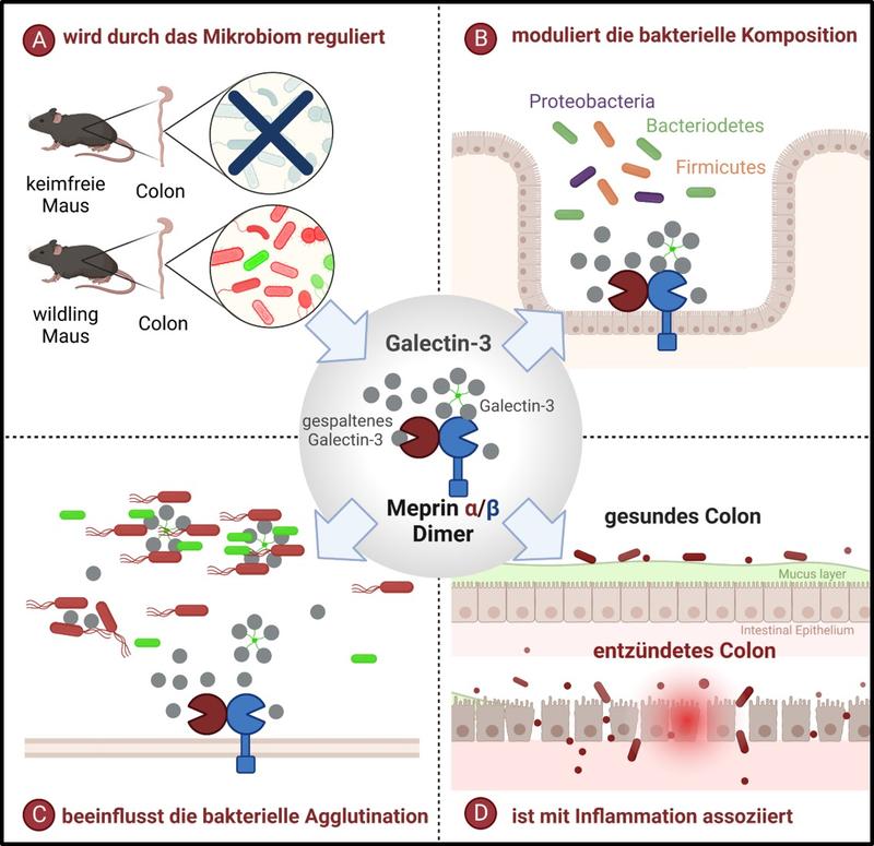 Die proteolytische Spaltung von Galectin-3 durch Meprin-α/β im Darm wird durch das Mikrobiom reguliert (A), moduliert aber auch die Zusammensetzung des Mikrobioms (B).