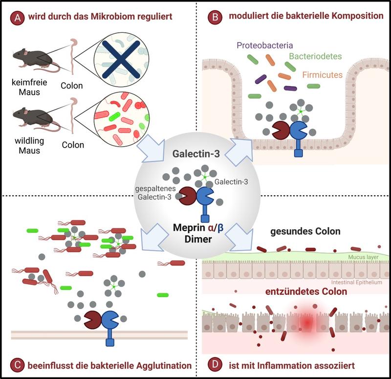 Proteolytic processing of galectin-3 by meprin α/β in the intestine is regulated by the microbiome (A), but also modulates the microbiome composition (B). 