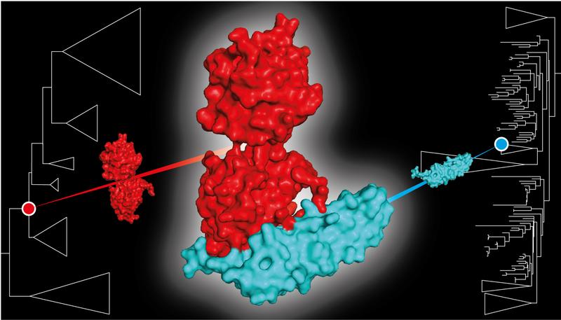 Im Lichtschutzsystem von Cyanobakterien bindet das Fluorescence Recovery Protein (FRP) an das aktivierte Orange Carotenoid Protein OCP1, um dessen Ausgangsform wiederherzustellen.Interessanterweise konnten beide interagieren, bevor sie aufeinander trafen.