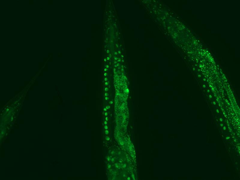 Kälte aktiviert einen zellulären Reinigungsmechanismus, der schadhafte Proteinaggregationen abbaut: Expression von PSME3 in Keimbahn, Neuronen und Darm des Fadenwurms.