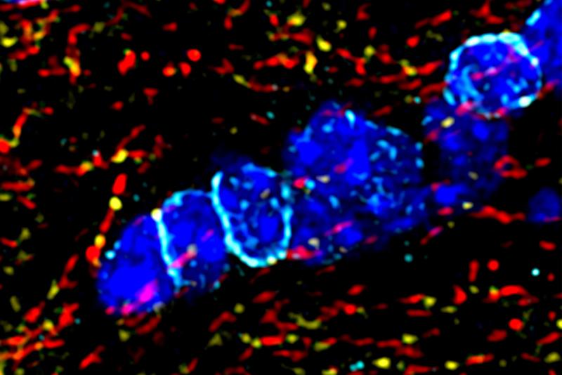 Die Fluoreszenzaufnahme zeigt die Kolokalisation von Kir4.1-Kanälen (türkis) auf Oligodendrozyten (blau) und Kv7-Kanälen (gelb) auf Axonen von Nervenzellen. Die Kv7-Kanäle sind dabei von spezifischen Abschnitten der Axone umrandet (rot). 