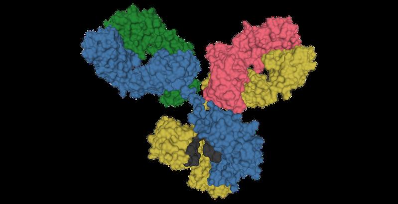 3D-Modell eines Antikörpers
