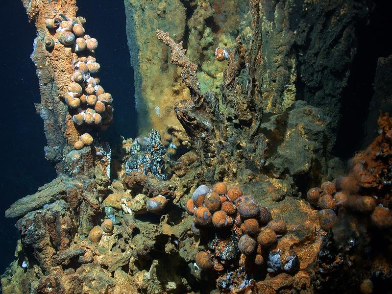Hydrothermalquellen und Schwarze Raucher sind Oasen des Lebens in der Tiefsee – wie diese Lebensgemeinschaft in der Bismarcksee in 1.640 Metern Wassertiefe. 