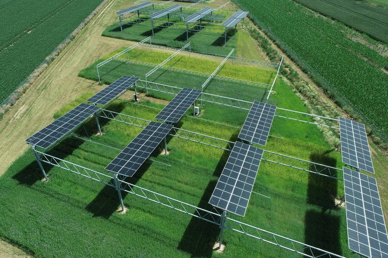 Im Reallabor für Agri Food-Energy-Park (AgriFEe) des Instituts für Pflanzenwissenschaften (IBG-2) am Forschungszentrum Jülich werden neue Konzepte für die Agri-Photovoltaik erprobt.