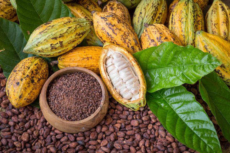 Kakaobohnen lassen sich zu köstlicher Schokolade verarbeiten. Leider nehmen die Bohnen aber auch Schwermetalle auf, wenn die Böden belastet sind. Nun hat ein Team an BESSY II erstmals genauer analysiert, wo sich Cadmium in den Bohnen anreichert. 