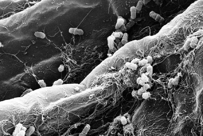 Colonization of roots by bacterial members of the root microbiota