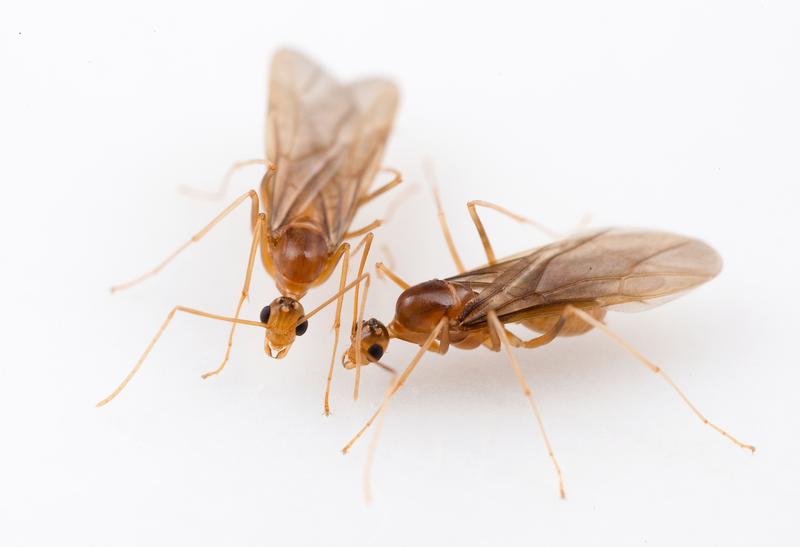Two male yellow crazy ants (Anoplolepis gracilipes)